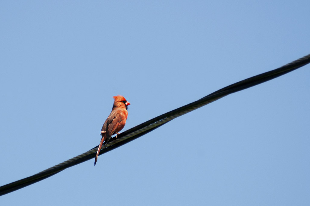 Cardinal
