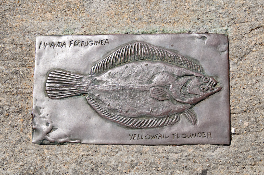 Yellowtail Flounder