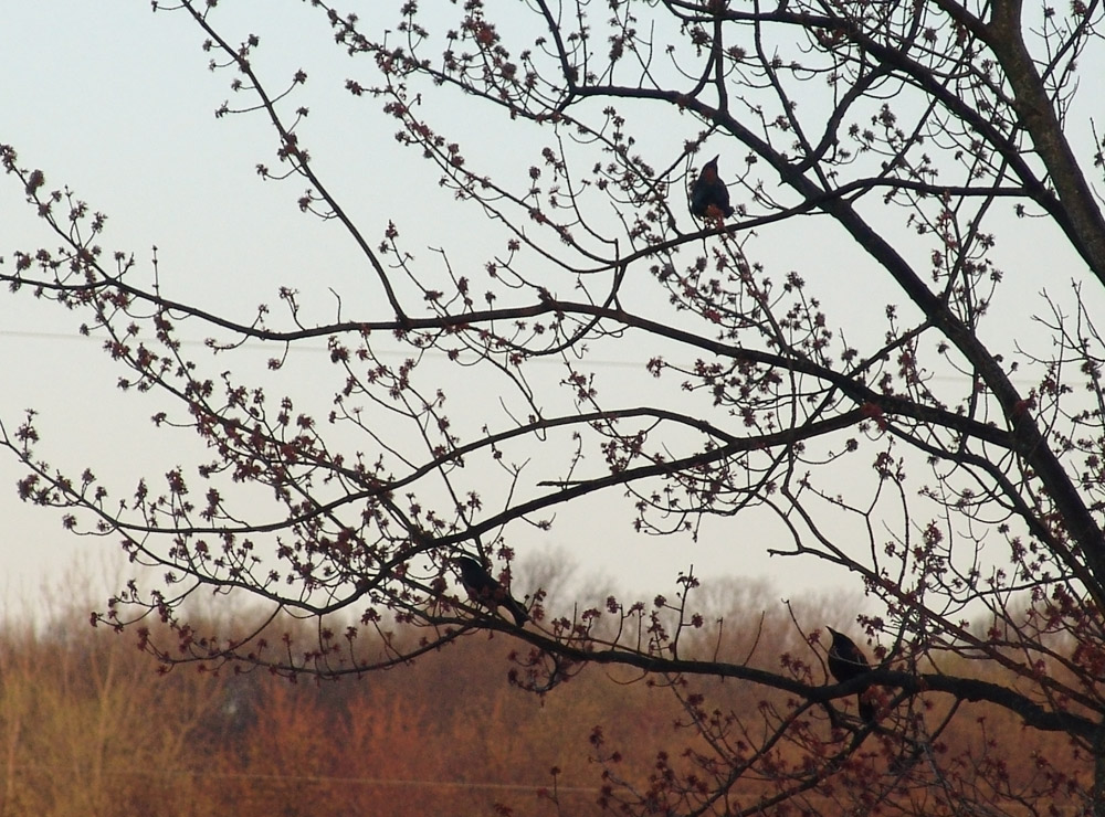 three starlings