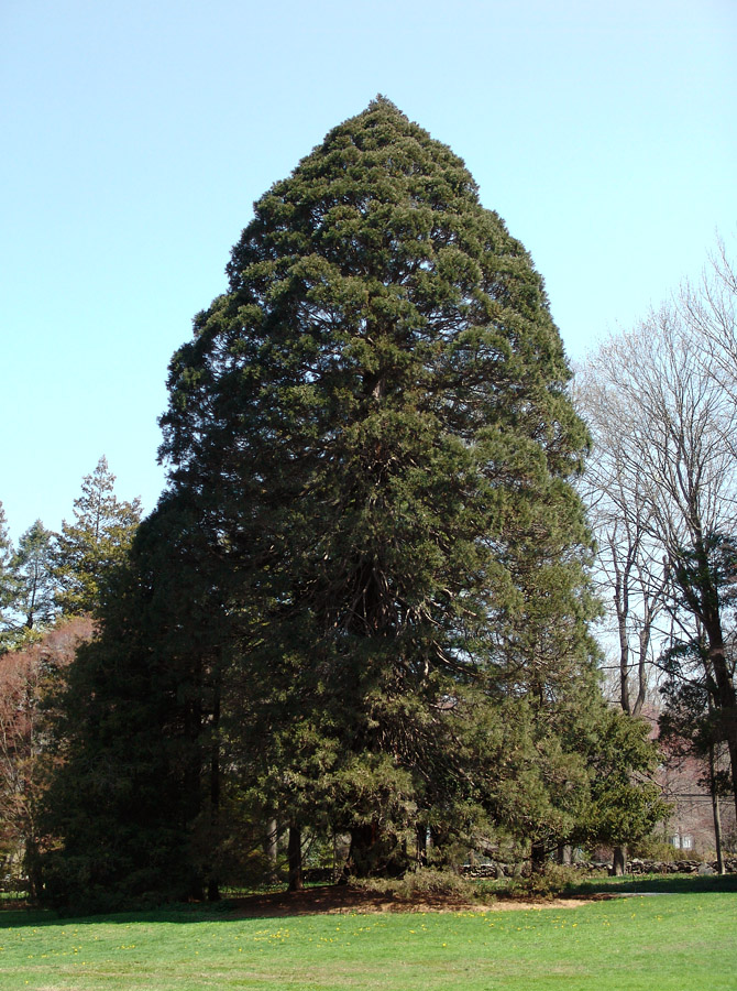 giant Sequoia
