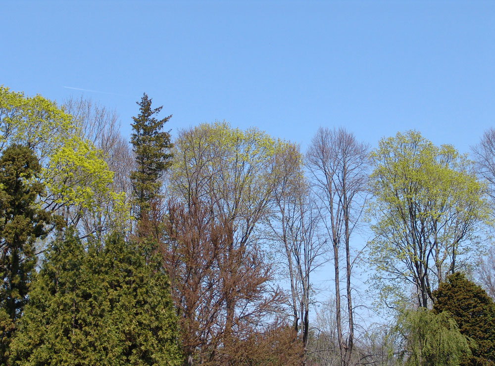 Valley Forge elms