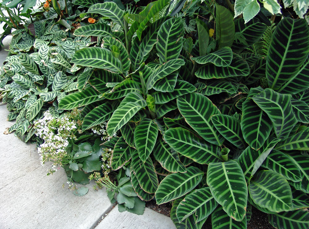zebra plants
