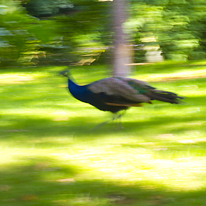 Catch me if you can!