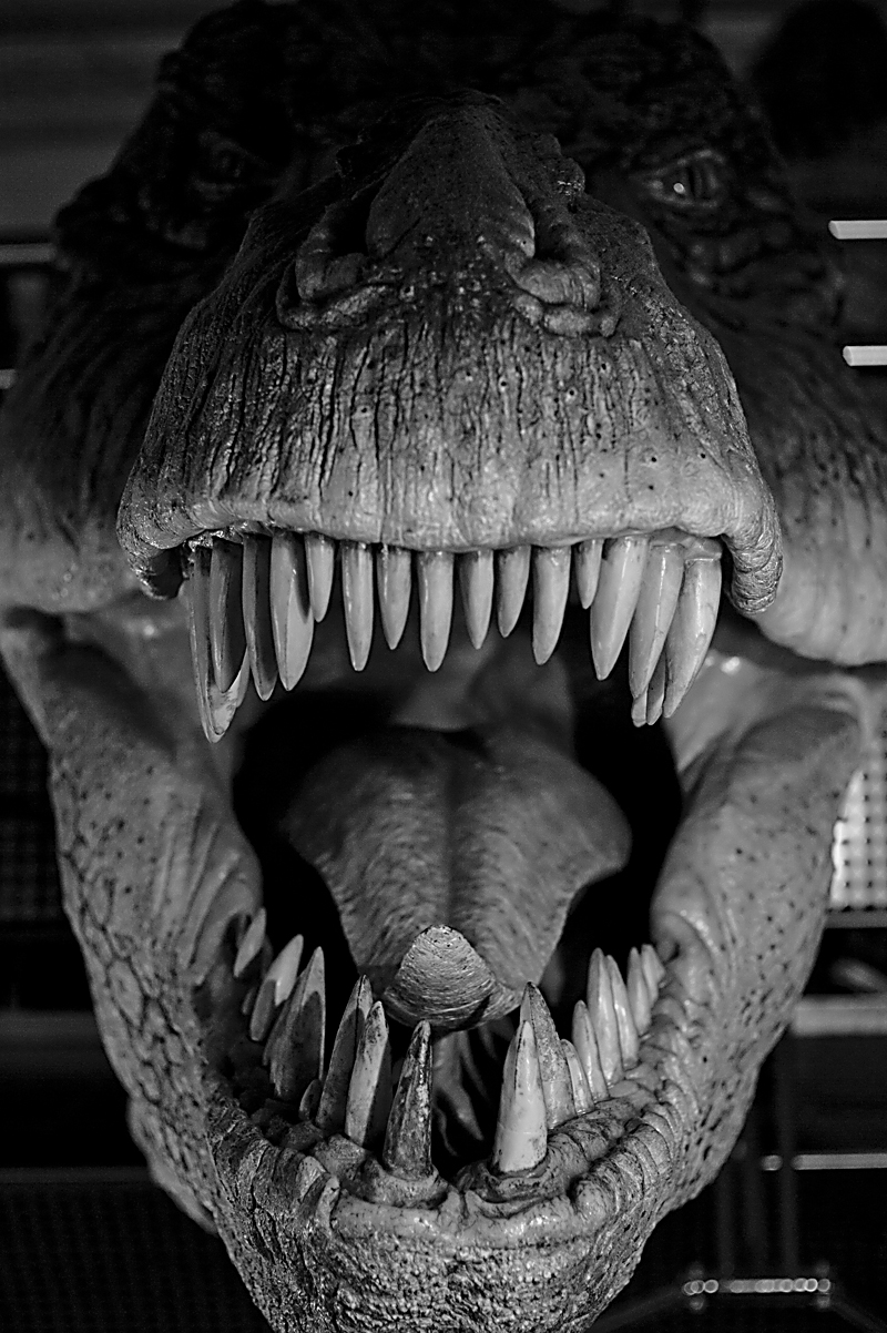 Natural History Museum - things you find there...