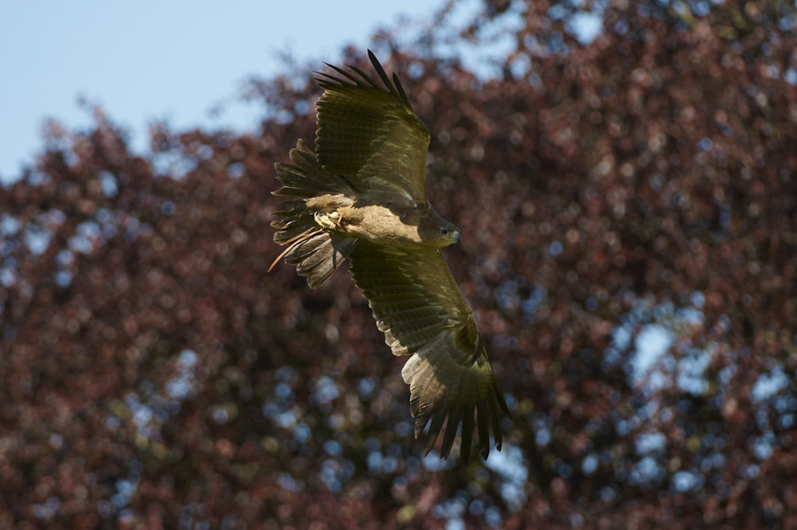 Indian Tawny Eagle flying 339