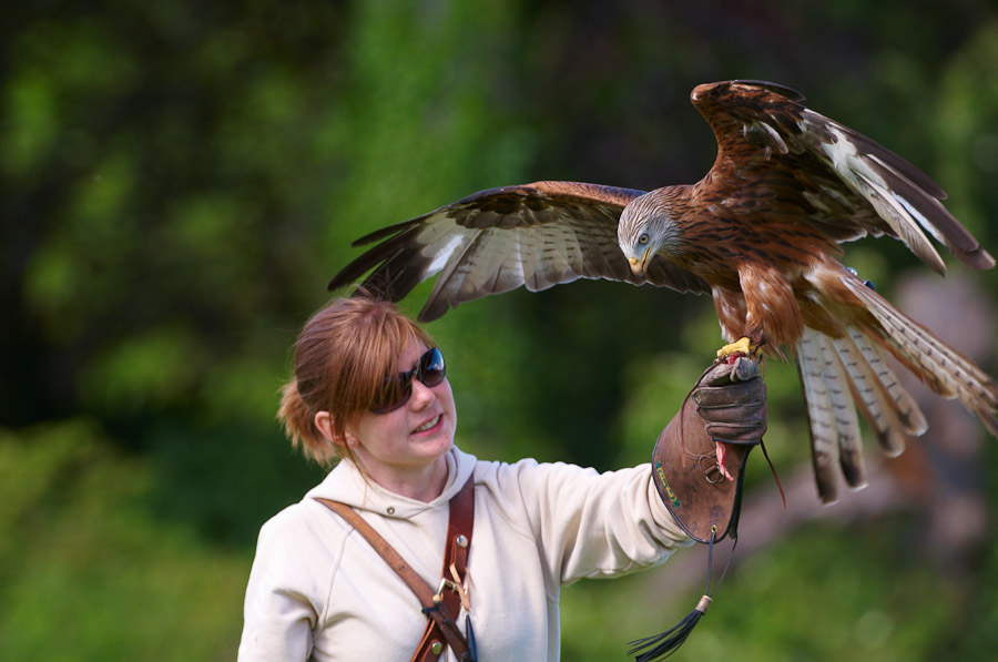 Handler Holly with Red Kite on glove 361