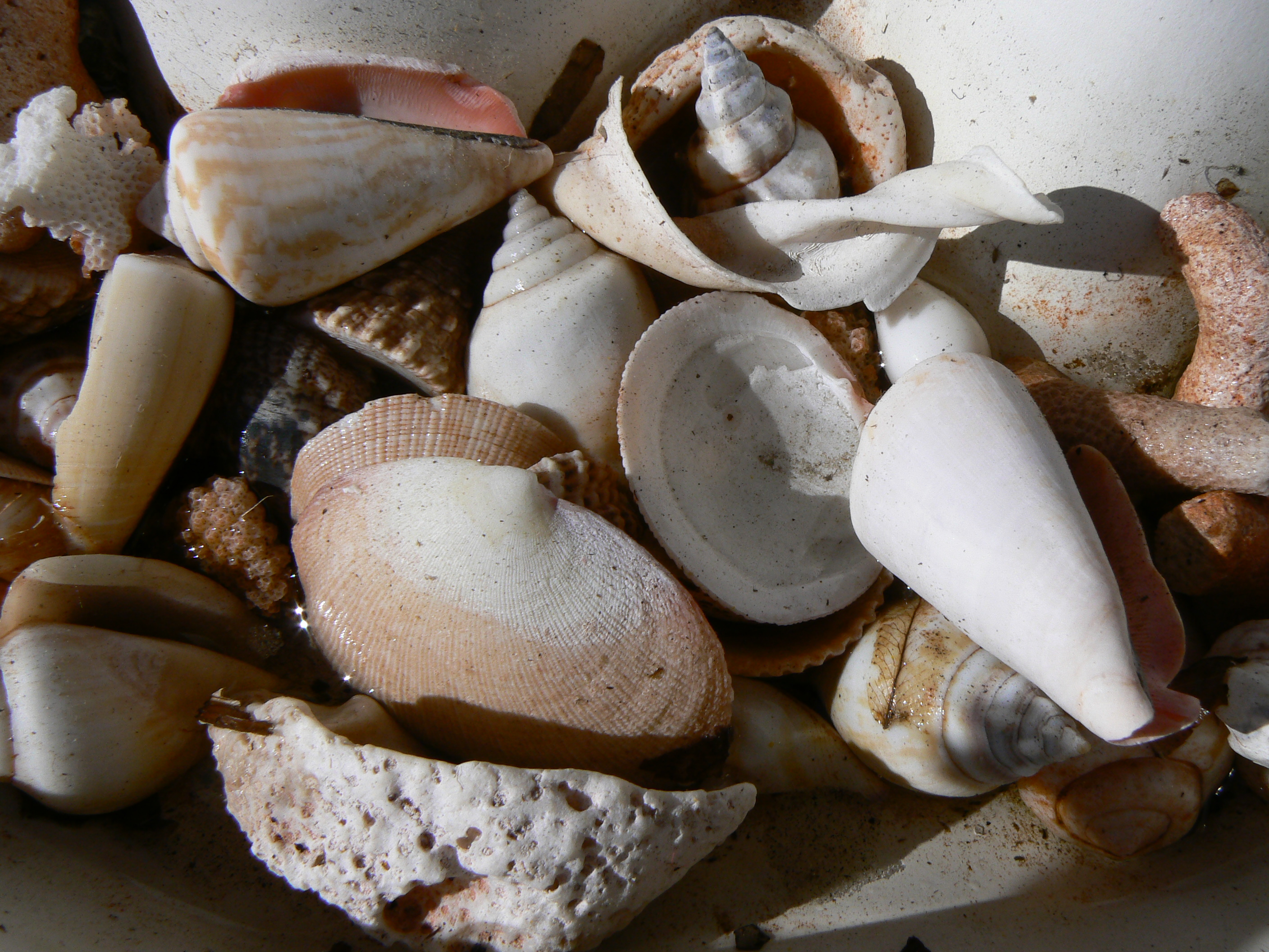 shells.JPG