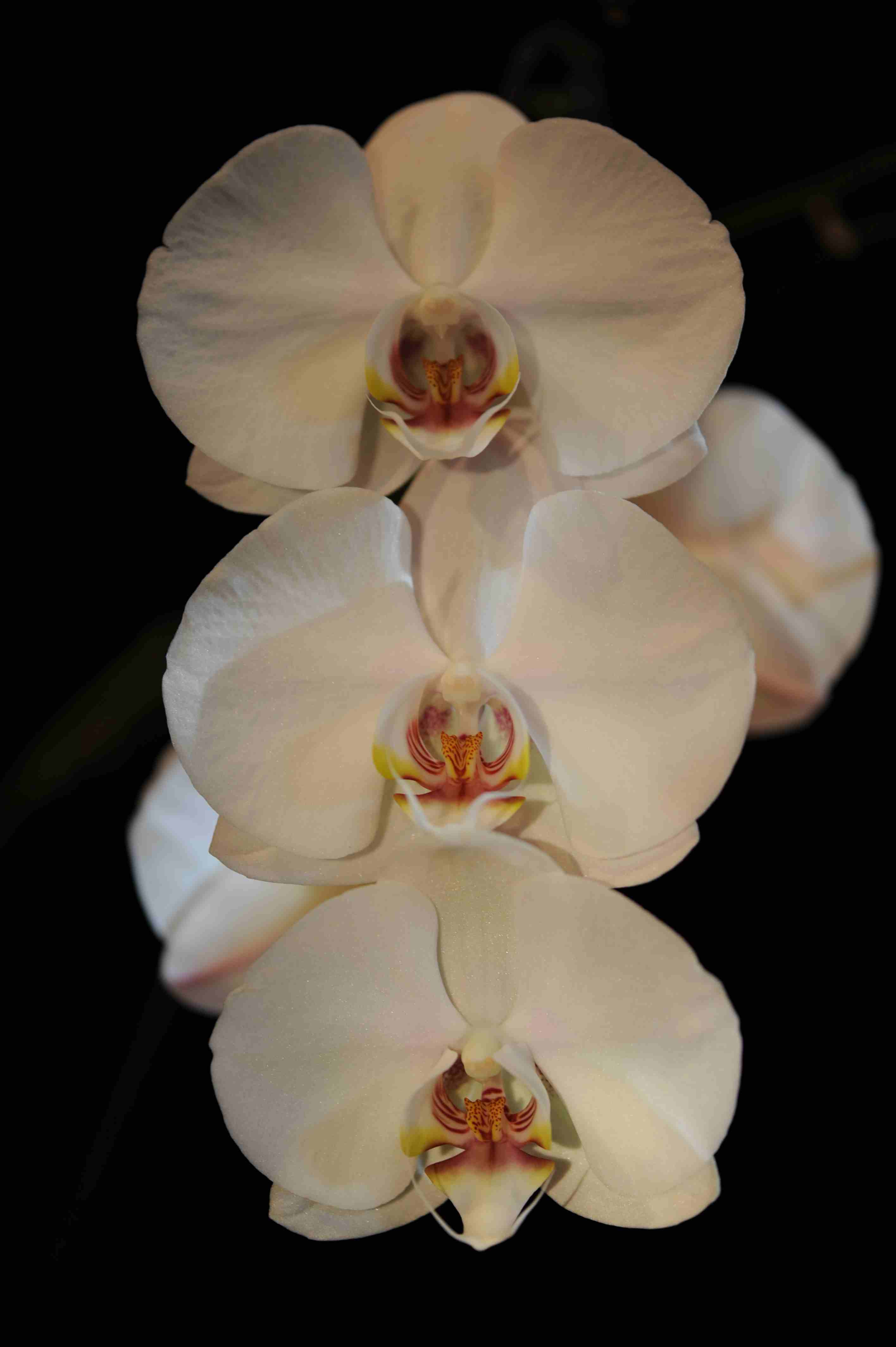 triple white phal.jpg