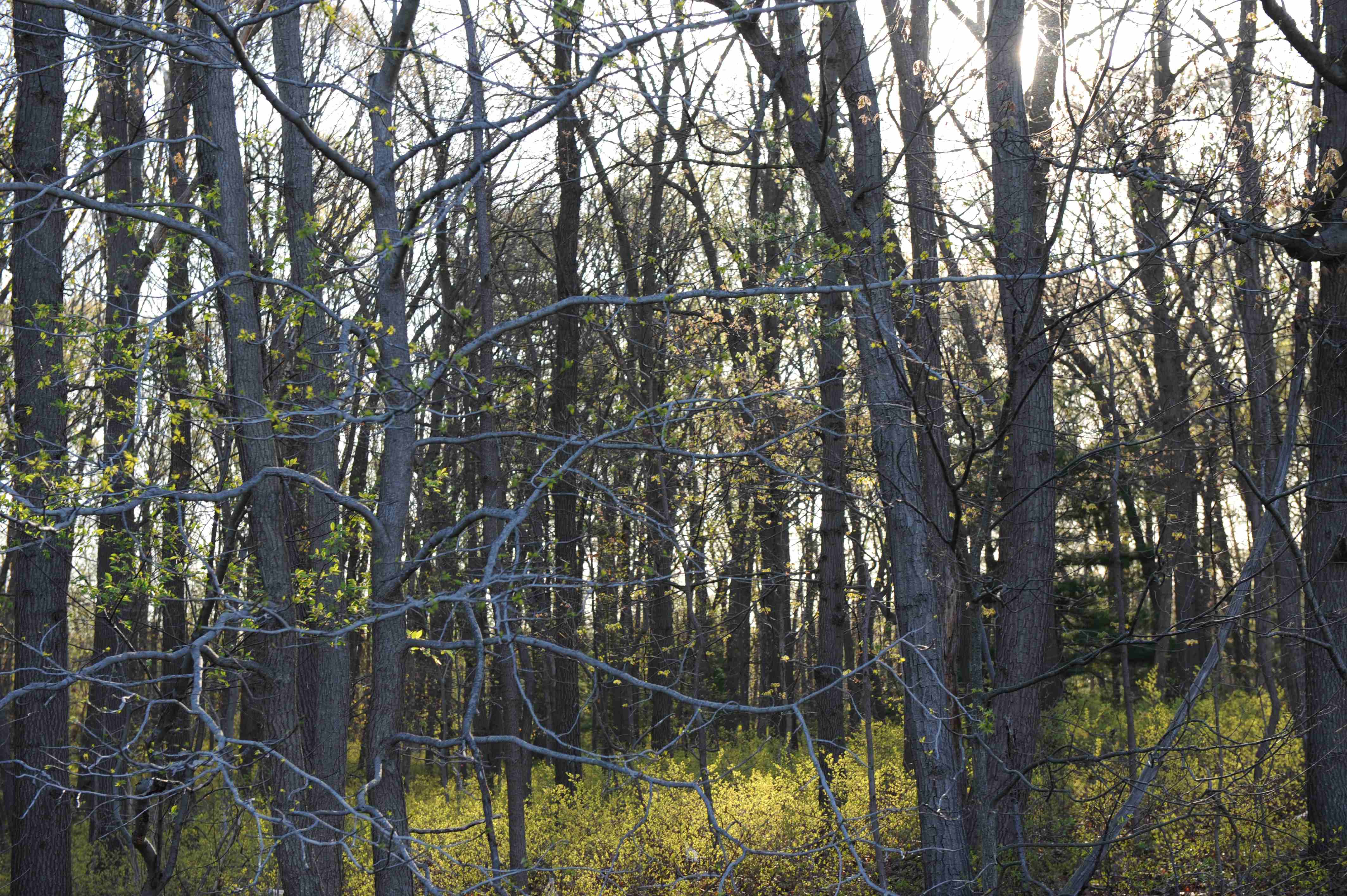 Spring budding 2.jpg