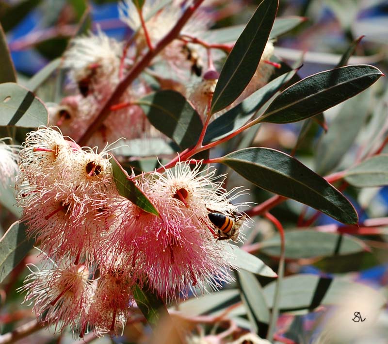 Eucalyptus Blooms 