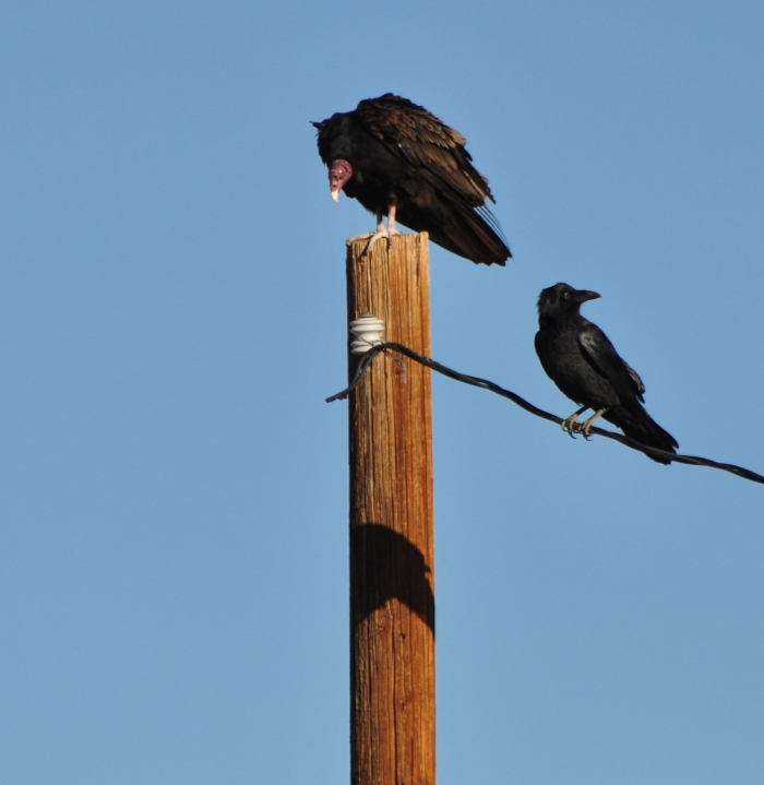 Turkey Vultures  And  Raven
