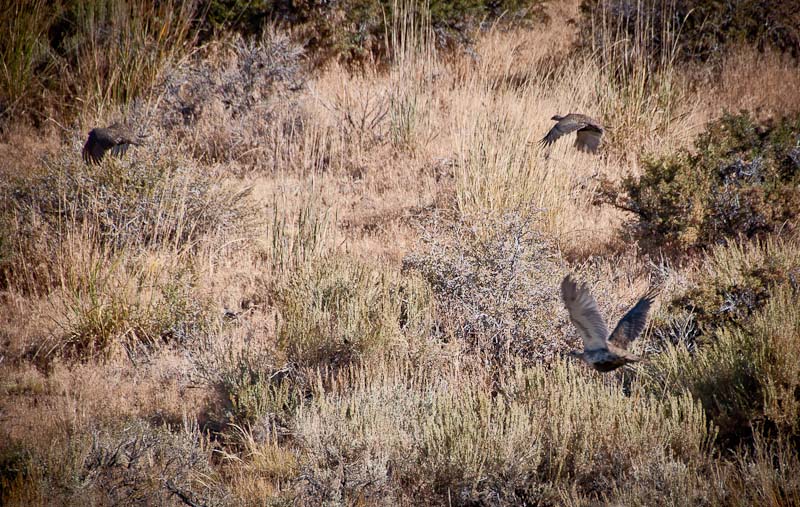 Sage Hens