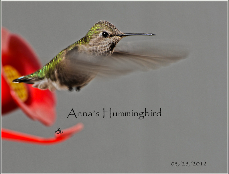  HUMMINGBIRD