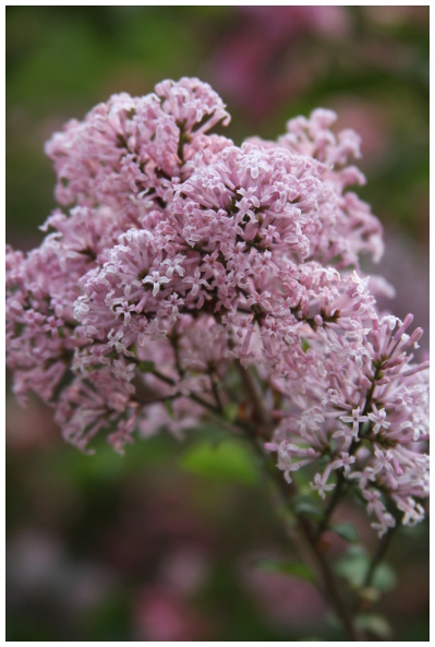 Ding Xiang flower