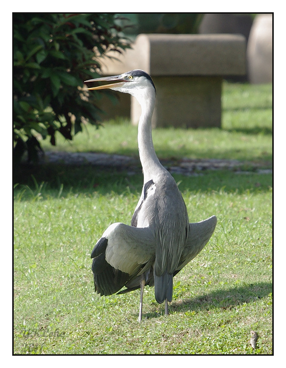 Gray Heron (Sunbath)