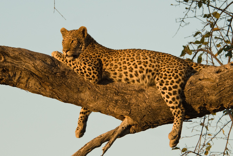 Leopard at Sunset