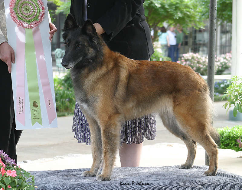 Best In Vet Sweeps Arlequin Espionne