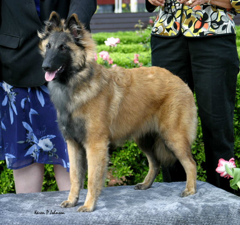 ArlequinLilKeepsake2590w.jpg