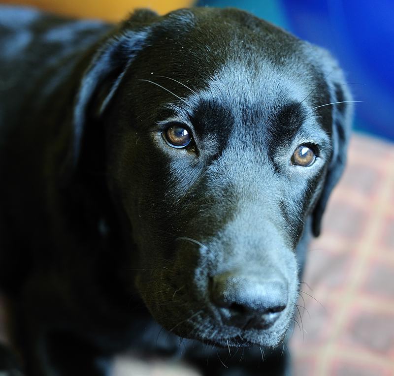 pbase Moki at six months and 12 days old_DSC2114.jpg