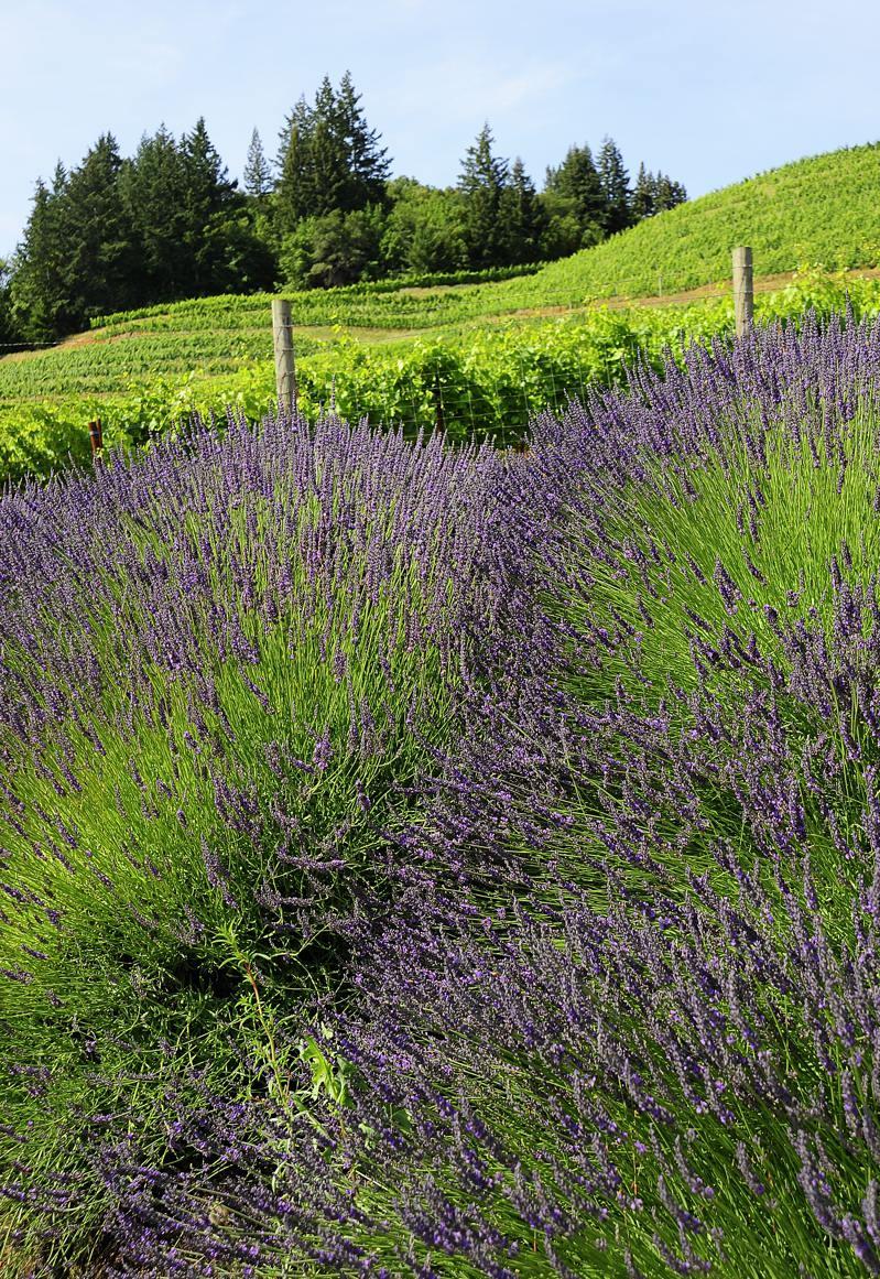 pbase Lavender June 14 2009 _DSC5171.jpg