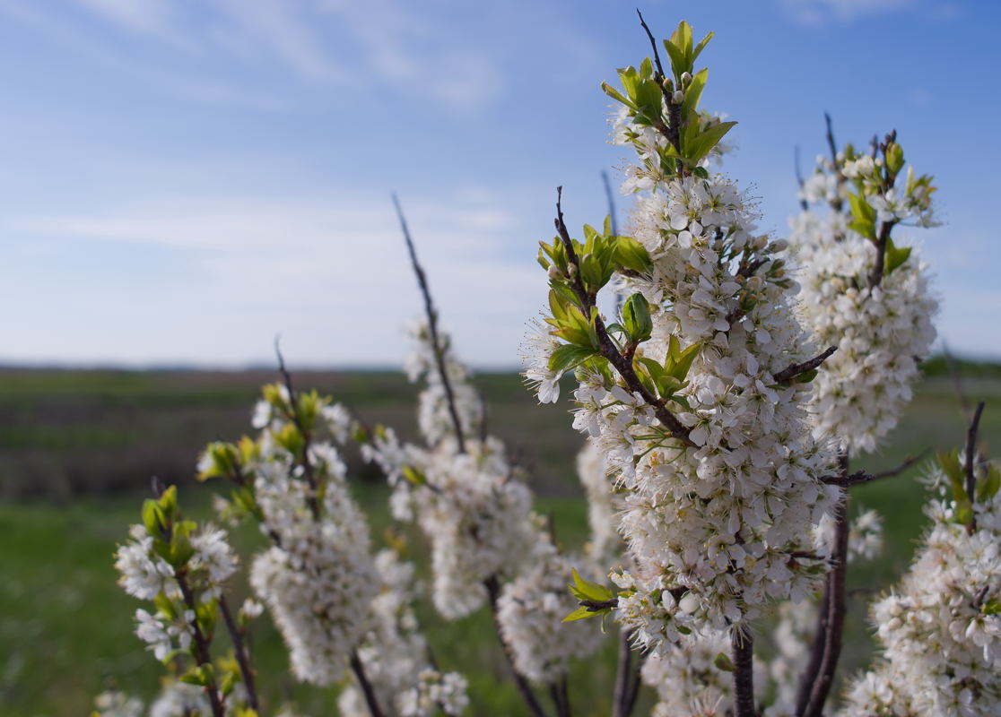 pbase Plum Island on May 10 2010  1 of 1.jpg