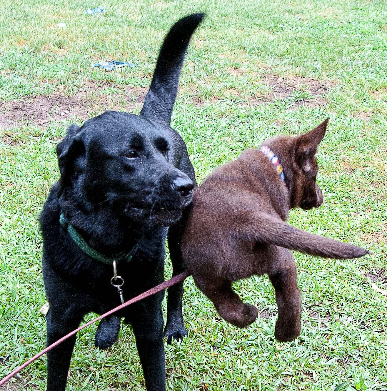 Cino the flying puppy July 19 2012 day 13.jpg
