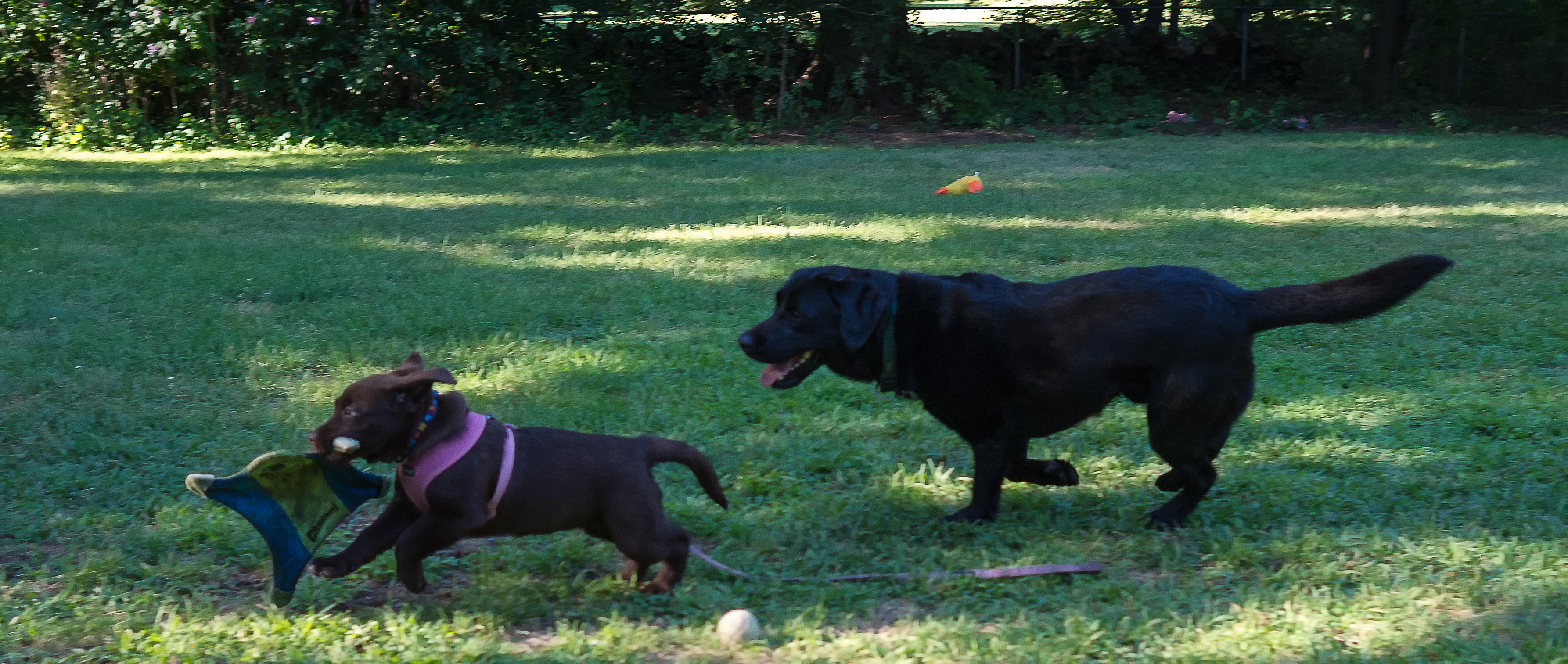 Stealing chuckit  week12   July 30 2012 day 24.jpg