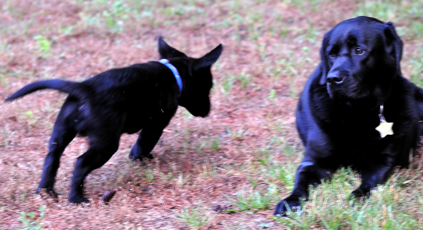 pbase puppy alert starboard side Moki week 3 DSC_6543.jpg