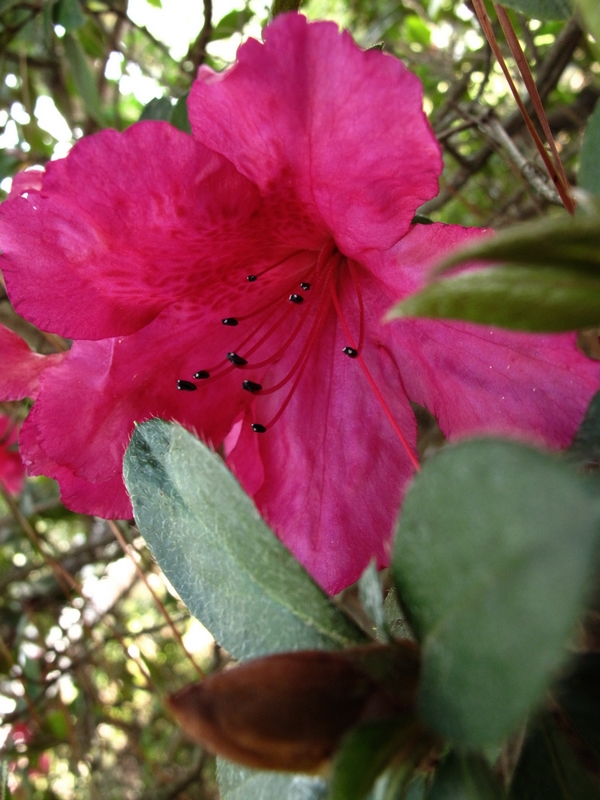 In bloom