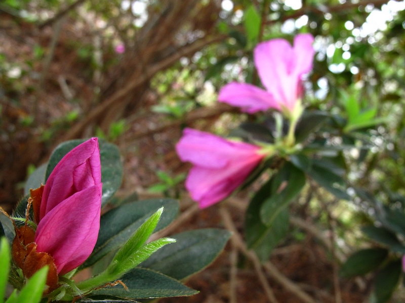 Bud