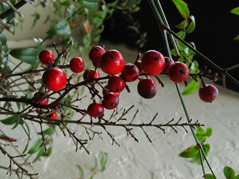 Berries that I wouldn't eat...