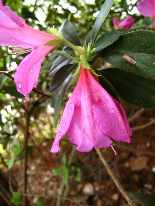 Droopy and wet