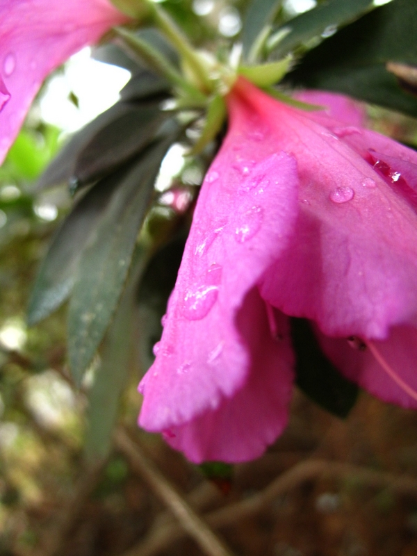 Drops
