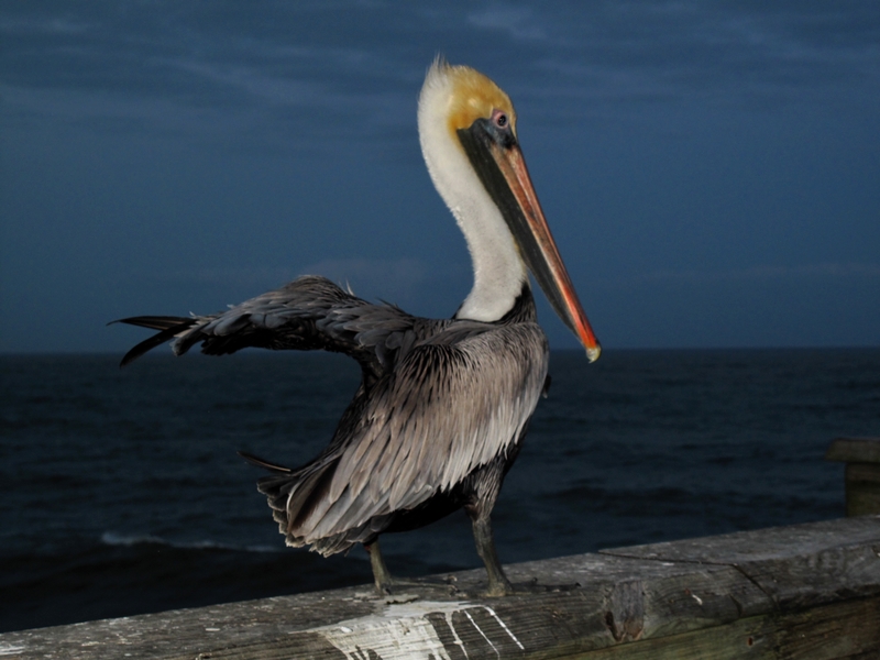 Wind Under His Wing