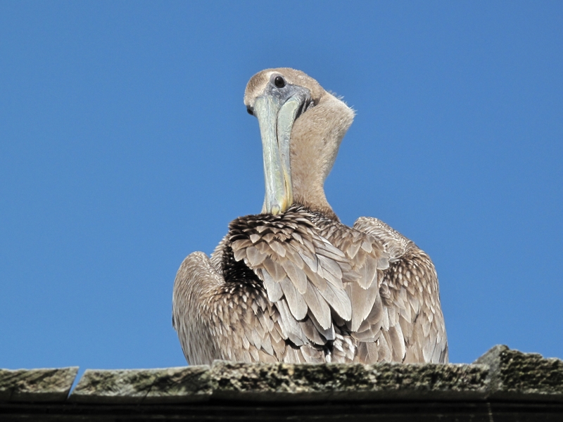 Pecking Pelican