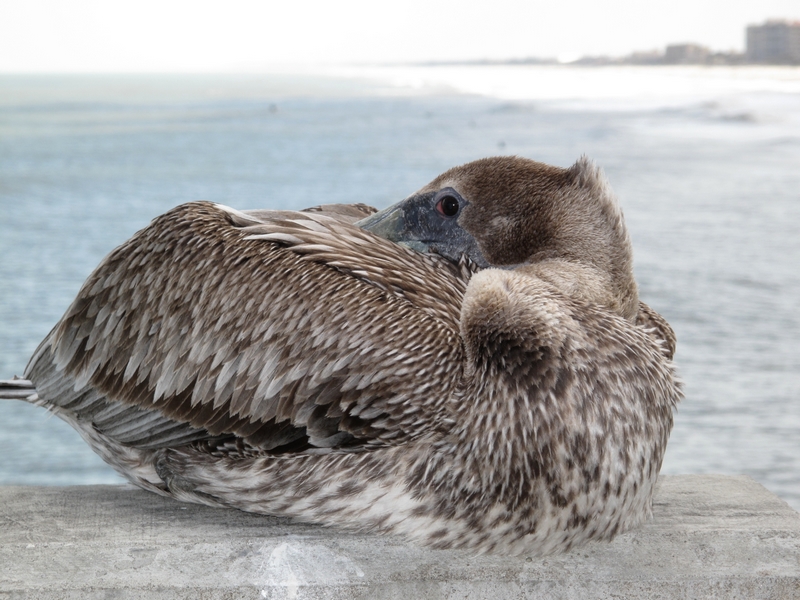 Napping Pelican