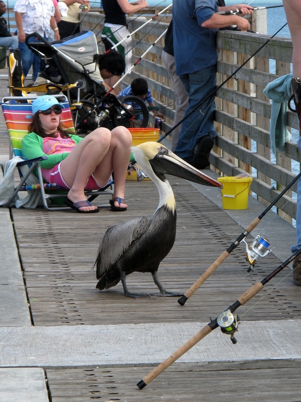 Begging Pelican