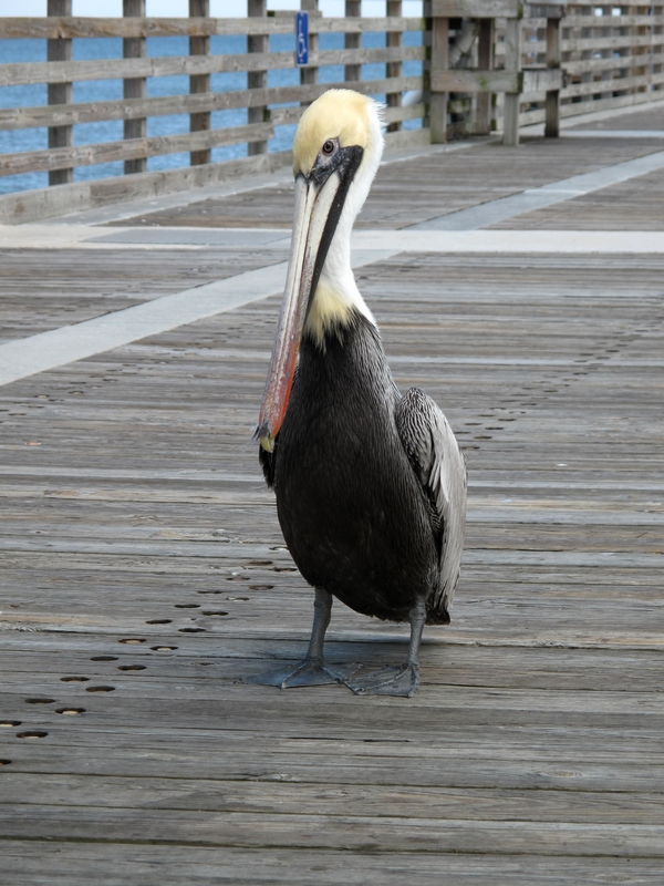 Personable Pelican