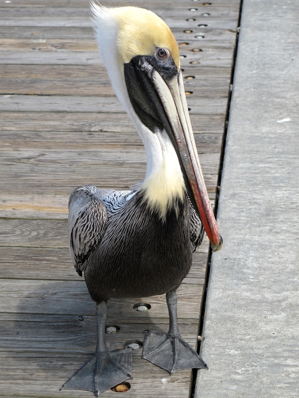 Pretty Pelican