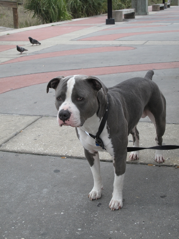 American Pit