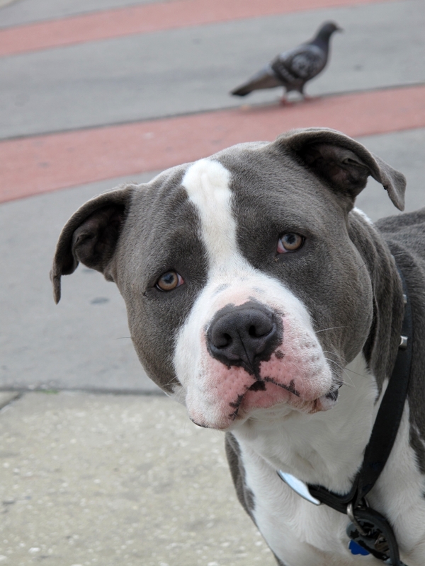Portrait Of A Pit
