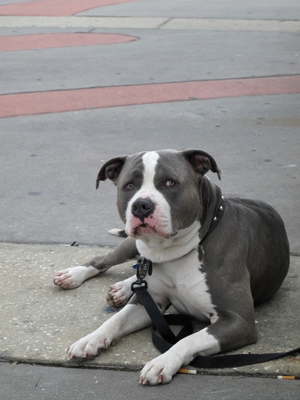 Pit In Trouble