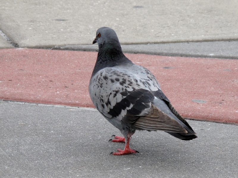 Pigeon