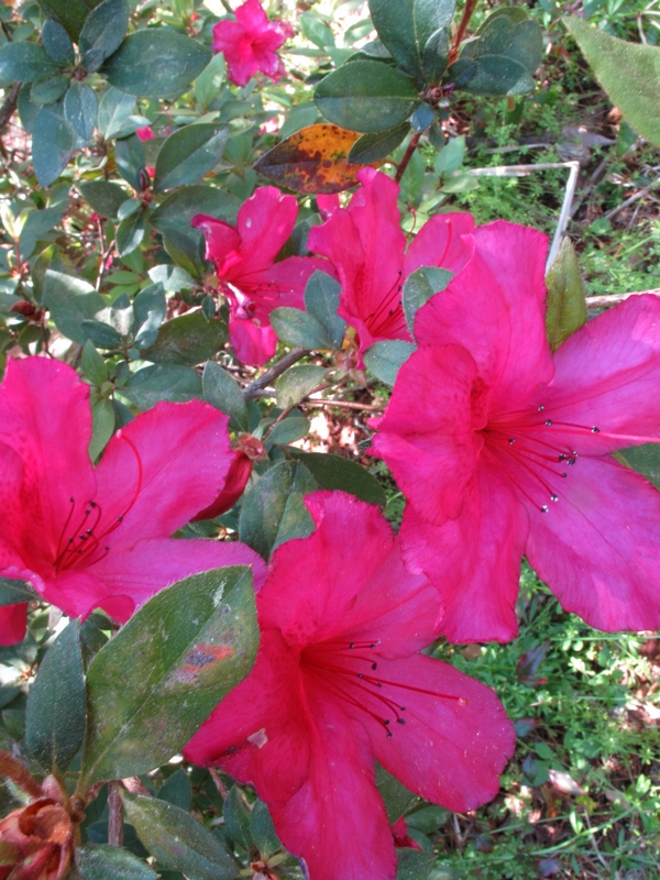 Blooming Everywhere