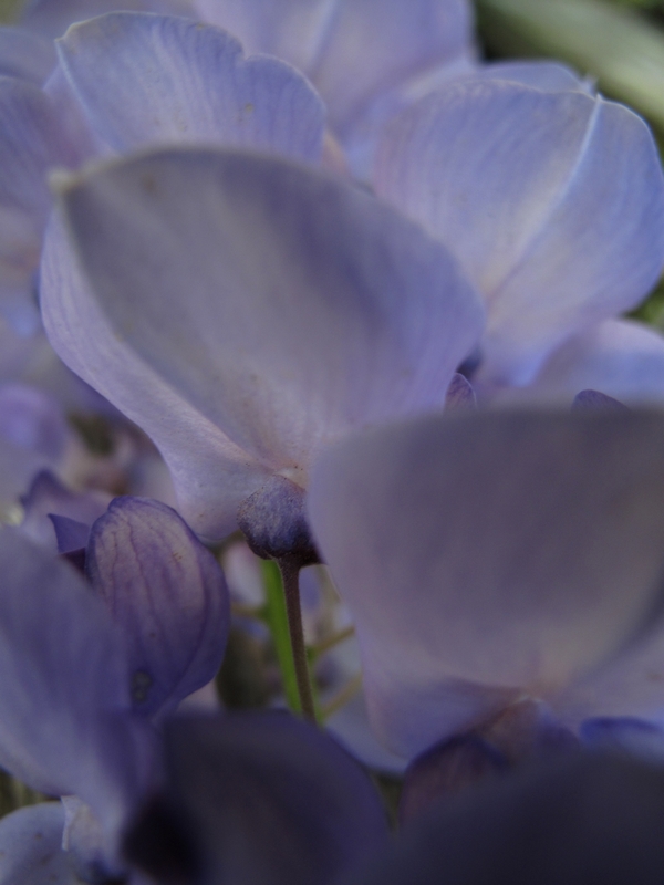 Macro