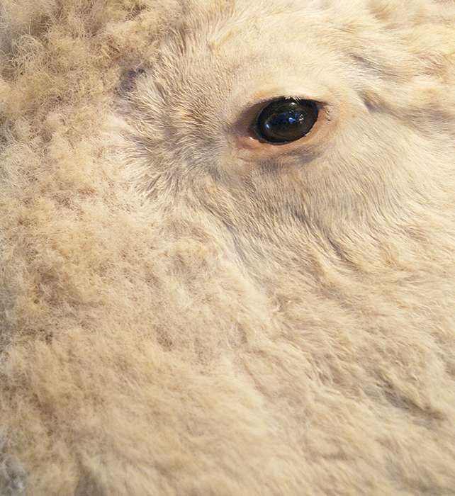 Eye of white buffulo