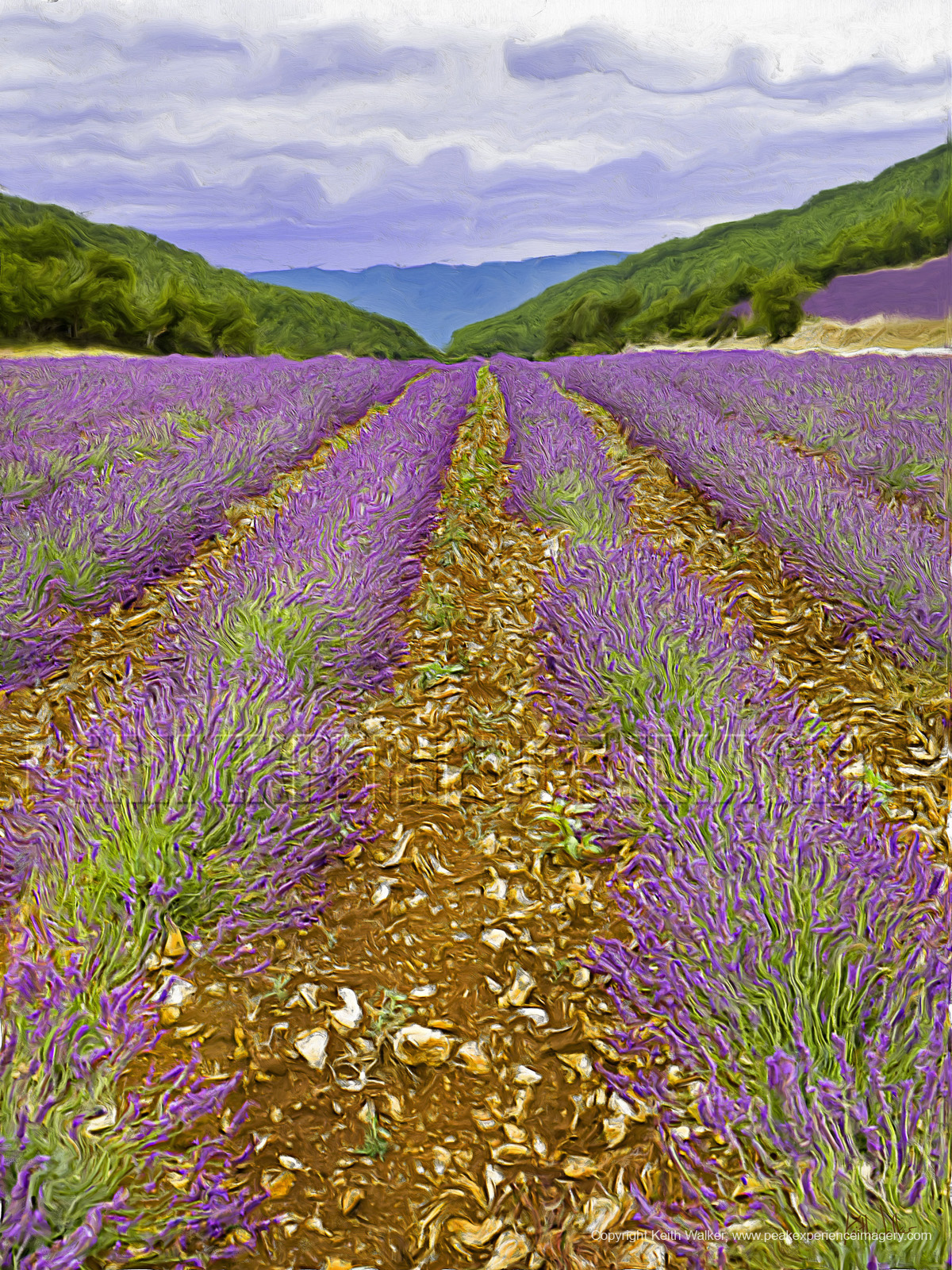 Lavender Fields at Sault, France I - 36x48.jpg
