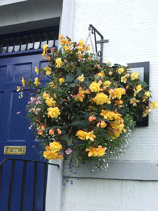 Flower basket , town house in Perth