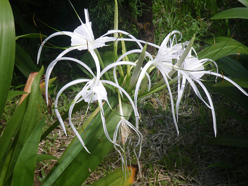 Rim Pai Cottages bloom - spider lily