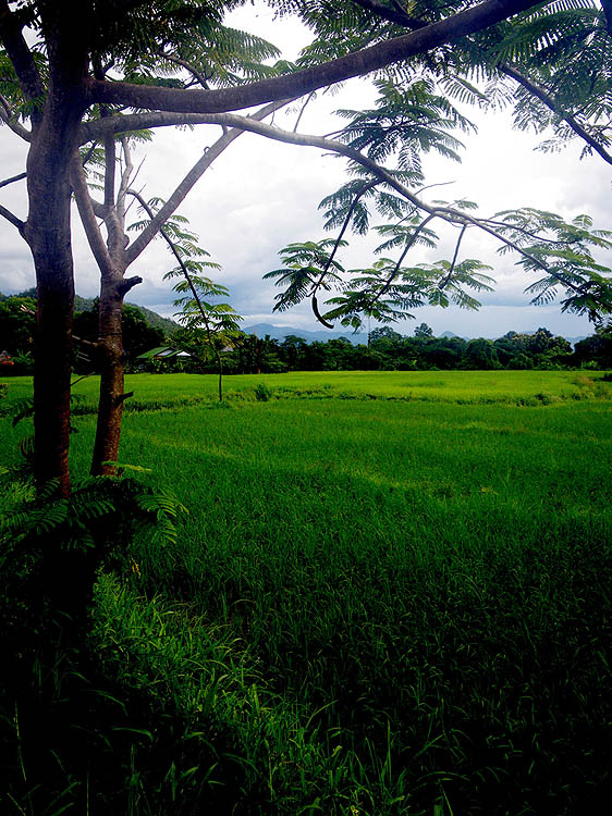 Rice paddy on the way to the 300 steps
